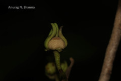 Polyalthia cerasoides